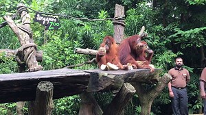 40K views · 496 reactions | WATCH: Singapore Zoo celebrated 44 years of wild encounters with a durian feast for Ah Meng and her fellow orangutan friends today. Orangutans Ah Meng, 6; Chomel, 21; Putra, 2; Anita, 38; and her two-month-old baby made quick work of the hard, thorny shells and husked the durians with their bare hands and teeth. (Video: Esther Leong/TODAY) | TODAY | Facebook