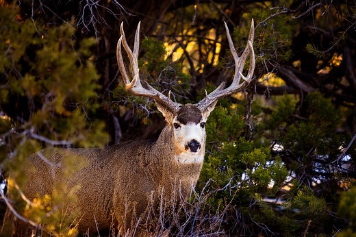 A Closer Look at the 4 Biggest Mule Deer Ever Harvested