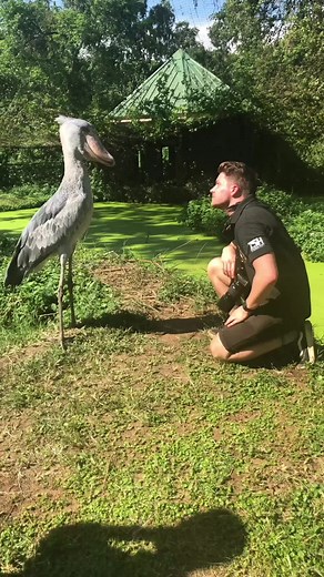 This BIRD is a living DINOSAUR! 🤩 #shoebillstork #bird #birdsoftiktok #wildlife #harrypotter