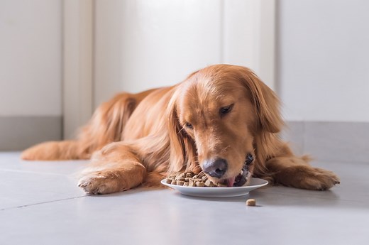 What To Feed a Dog With Diarrhea | PetMD