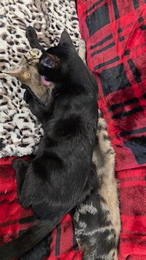 Tank and Cargo say ‘It’s cold outside!! ‘❄️ Lots of kitties inside the café to warm you up inside and out !! 🐈‍⬛🐈 Please stop in for a hot coffee and some kitty snuggles !!☕️ | Cattails