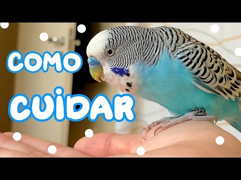 COMO CUIDAR DO SEU PERIQUITO (guia completo para iniciantes!!) - Periquitos Australianos | Batatube