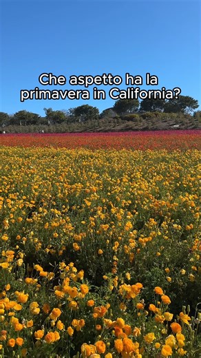 Conoscete i campi di fiori di Visit Carlsbad? 🌸 Visitate questo campo di 55 acri, un vero e proprio gioiello della contea di San Diego, per ammirare la fioritura dei ranuncoli giganti Tecolote che dura circa sei-otto settimane ogni anno. 🌼 Non perdetevi il labirinto, il giardino delle sculture e le varie fioriture 🌳 Rimanere sul sentiero durante la visita. 🌷 📍Carlsbad, California 📷 @sophie.explores_ su IG | Visit California