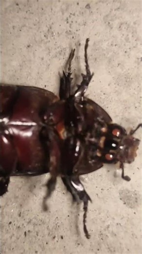 cockroach dance #funny #funnyvideo #fun #funnyshorts #comedy #comedyshorts