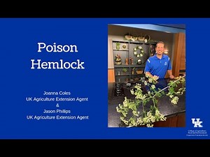 Poison Hemlock