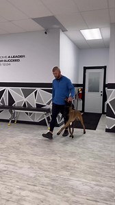 40K views · 1.7K reactions | Judah 7 months old Heeling with intermittent driving into bite tug. #dog #dogs #k9 #K9unit | Chris Altherr | Facebook