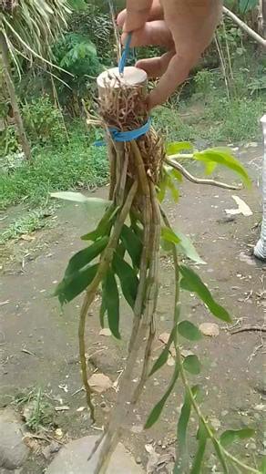 The simple process of planting scundum orchids #houseplant #orchid #garden #followers #fyp | Raga