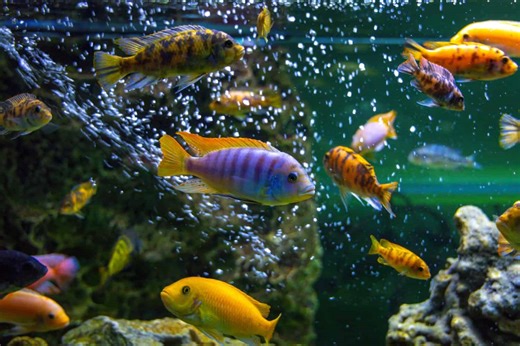 A Beginner's Guide to Freshwater and Saltwater Tanks
