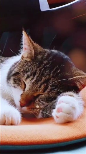 Perfect Sound Before Bed. #BeforeSleep #CatPurring #RelaxNight #DeepSleep #Shorts #cat #catlovers