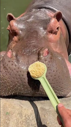 How To Properly Brush Your Hippo’s Teeth #goodtoknow #vet #medicine #funfacts #lifehacks #dentist