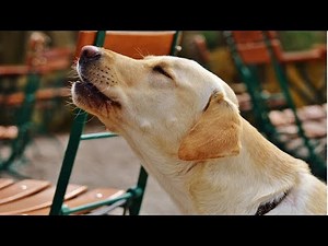 Why do dogs howl at night, sirens, the moon, music, high pitched sounds...