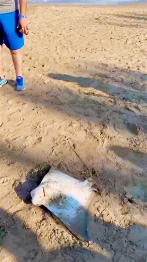 Gran pez mantarraya, capturada ala orilla del mar....‼️‼️‼️‼️ | Lupitaa Cortez