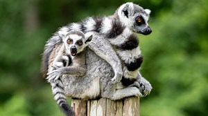 Endangered Ring-tailed Lemurs at the DLC
