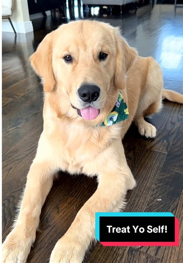 Self-Care Day for My Handsome Golden Retriever