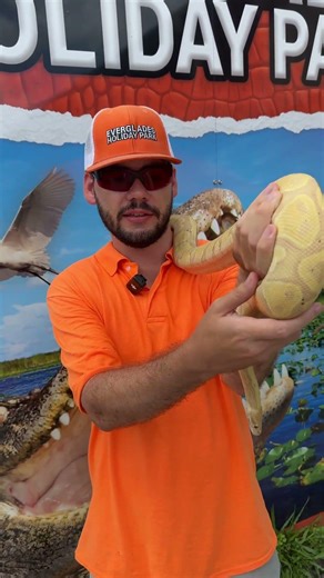 Meet Twinkie the Banana Ball Python. Hugh Shares Amazing Snake Facts 🐍