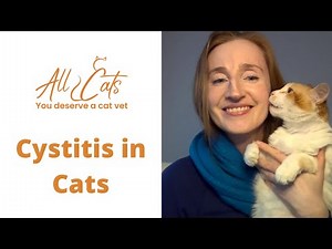 Cystitis in cats