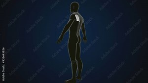 male human skeleton, ribs, gallbladder, skull and spine anatomy. 3d illustration