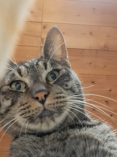 内カメなのでカメラに映る自分に困惑してました笑笑 #ハッピーハウス #猫 #保護猫 #猫のいる暮らし