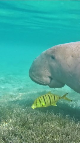 Dive into the Serene World of a Dugong's Daily Life.
