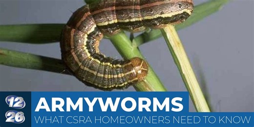 Armyworm invasion: Here's what you need to know about pests