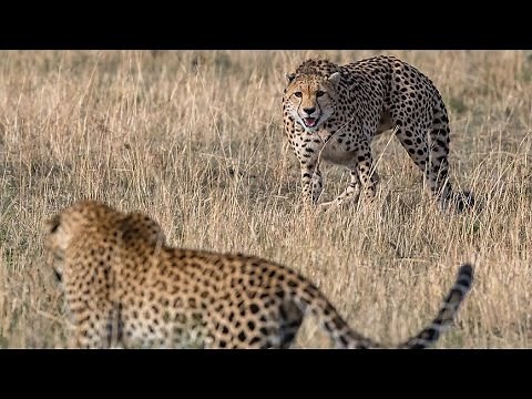 Big Cats & Wild Cats Encounters/Confrontations | Cat vs Cat Fight Compilation