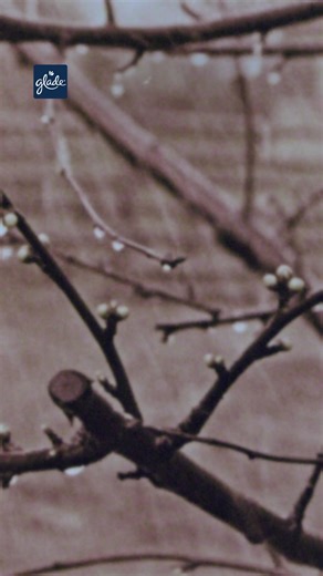 Plug-in all-day freshness with Glade Companion Clean, so you can snuggle up without the stink. | Glade