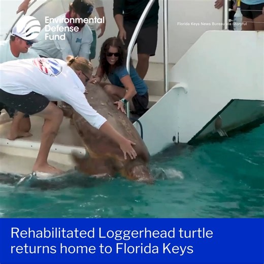 😍 🐢 A 322-pound male loggerhead sea turtle was returned home on Tuesday, March 25, less than two weeks after he was rescued off the Florida Keys. The giant turtle, named Lenny, was spotted in distress by underwater photographer Mike Papish, who phoned The Turtle Hospital for assistance. Lenny, who is estimated to be between 60 and 70 years old, was transported to the facility on March 14 for treatment. Lenny’s return home came amid Florida Keys’ mating season. “We see sub-adult and adult logge