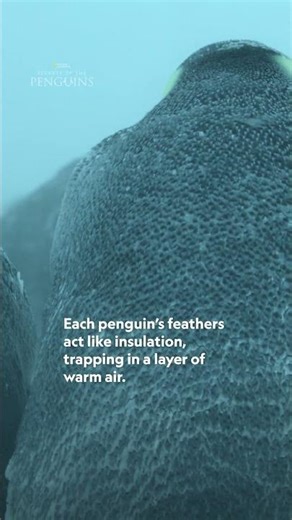 The world’s coldest dads keeping it together, one huddle at a time ❄️ #SecretsOfThePenguins