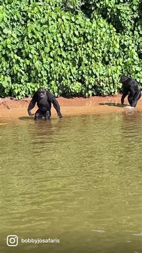 Chimpanzee Politics: Behavior Insights from Uganda