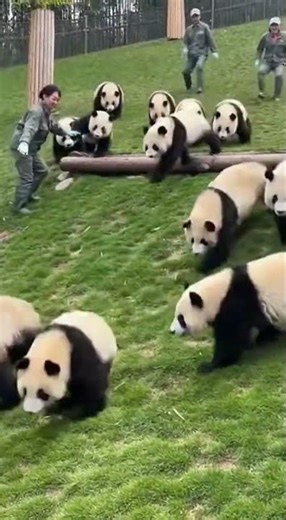 Baby Pandas Sliding Down a Hill for the First Time 🐼😂 | Cutest Thing Ever!