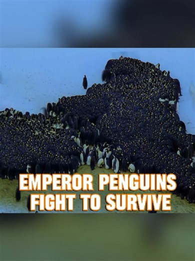 4,000 emperor penguins battle -112°F to protect their chicks #EmperorPenguins #Wildlife #Nature #USA #NatureLovers