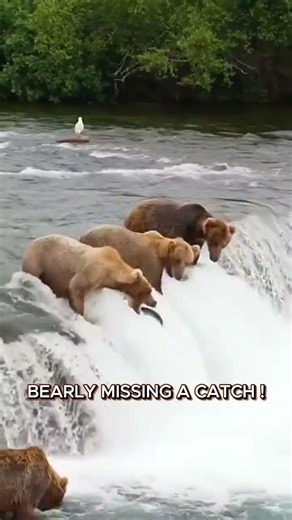 Grizzly Bear Nearly Catches Salmon at Waterfall #nature #wildlife #bears