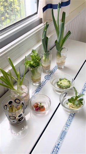 19K views · 397 reactions | Growing from scraps is a fun way to reduce food waste, help your food budget, and add more fresh green in your life! #OptimisticKitchen #makeyourkitchenyourhappyplace #ReduceFoodWaste #GrowFood #growyourfood #ScrapGarden #GrowFromScraps #budgetfriendly #foodbudget #kitchenscrapgarden | Optimistic Kitchen | Facebook