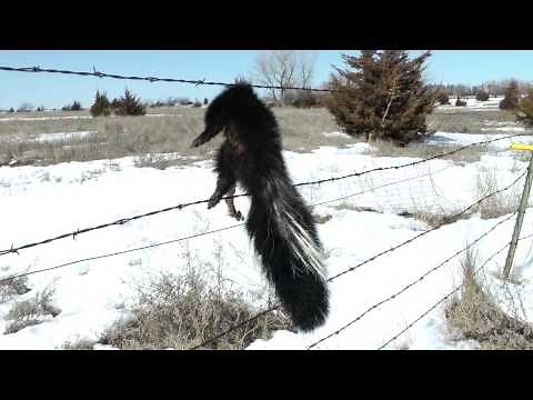 Skunk on Fence