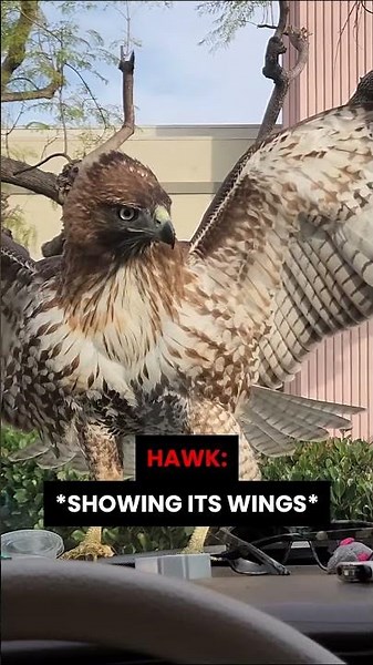 Hawk Tries to Grab Cat…