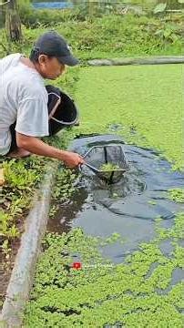 Azolla harvest as an additional feed for free-range chickens