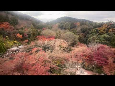 2025年12月4日 清水寺の紅葉