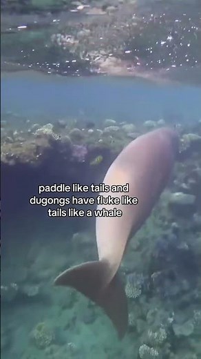 Manatees vs. dugongs