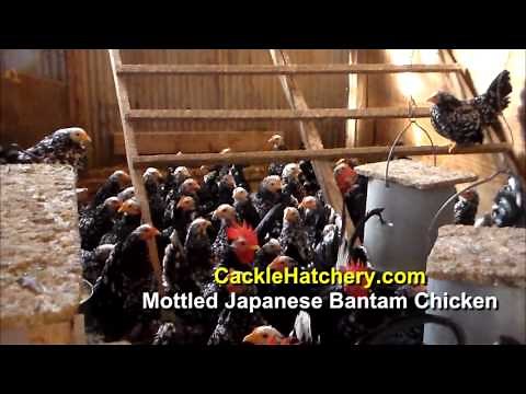 Mottled Japanese Bantam Chicken Breed (Breeder Flock) | Cackle Hatchery