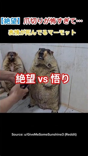 爪切りが怖すぎて表情管理ができないマーモットｗｗ #Shorts #動物 #かわいい
