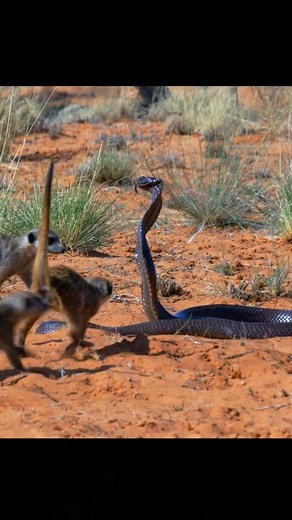 Mongoose vs Cobra #kenyaluxurysafaris #ajkenyasafaris | Aj Kenya Safaris Ltd