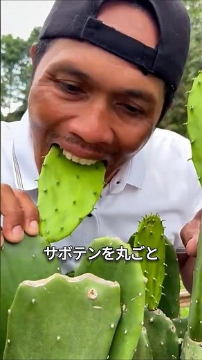 Edible Prickly Pear Cactus