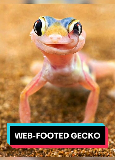 Web-Footed Gecko Drinks Water Through Eyes