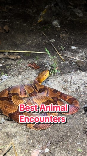 5 best animal incounters this year #reptiles #turtles #herping