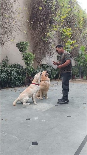 golden Retriever vs labrador retriever puppy Training 😘 #pets #dog #goldenretreiver #labrador #short