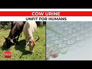 Fresh cow urine may contain harmful bacteria, unfit for human consumption: Research