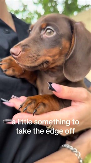 A Little Something to Take the Edge Off 😉🤎 Chocolate Dachshund Puppy | Petland Tulsa 🐾