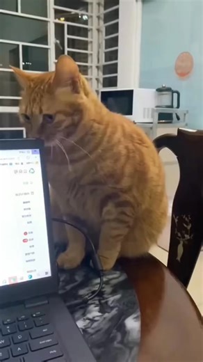 The cat was caught misbehaving #Cat #pet #fyp #puppy #funny | Happy Star