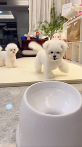 Being smart is something else. | My Shih tzu world