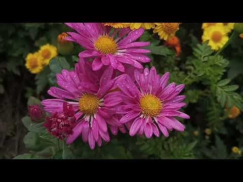 Beautiful Flowers || Flowers Can Dance || Beautiful Video of Flowers Hello Spring 🌼🌱 || #spring